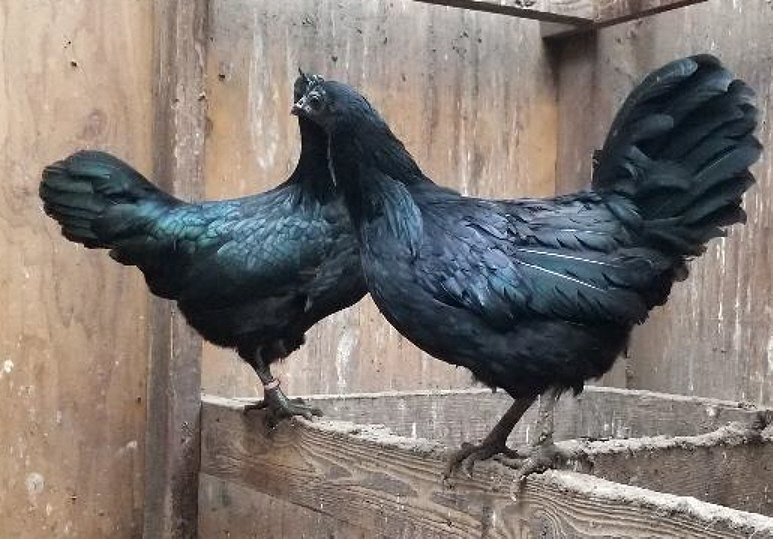 6 Silkied & White Ayam Cemani Hatching Eggs RARE Frizzled Shipped in Foam! 