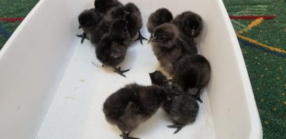 Ayam Cemani Fertile Hatching Eggs-9155
