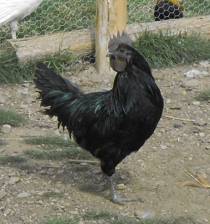 Ayam Cemani Hatching Eggs | Cackle Hatchery®