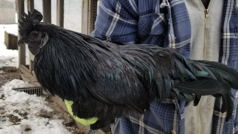 12 T.farms REAL Black Ayam Cemani Fertile Hatching EGGS *READ DISCRIPTION! 