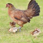 Broody Hen