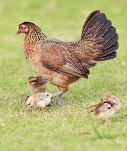 Broody Hen