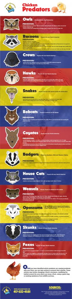 Chicken Predators Infographic