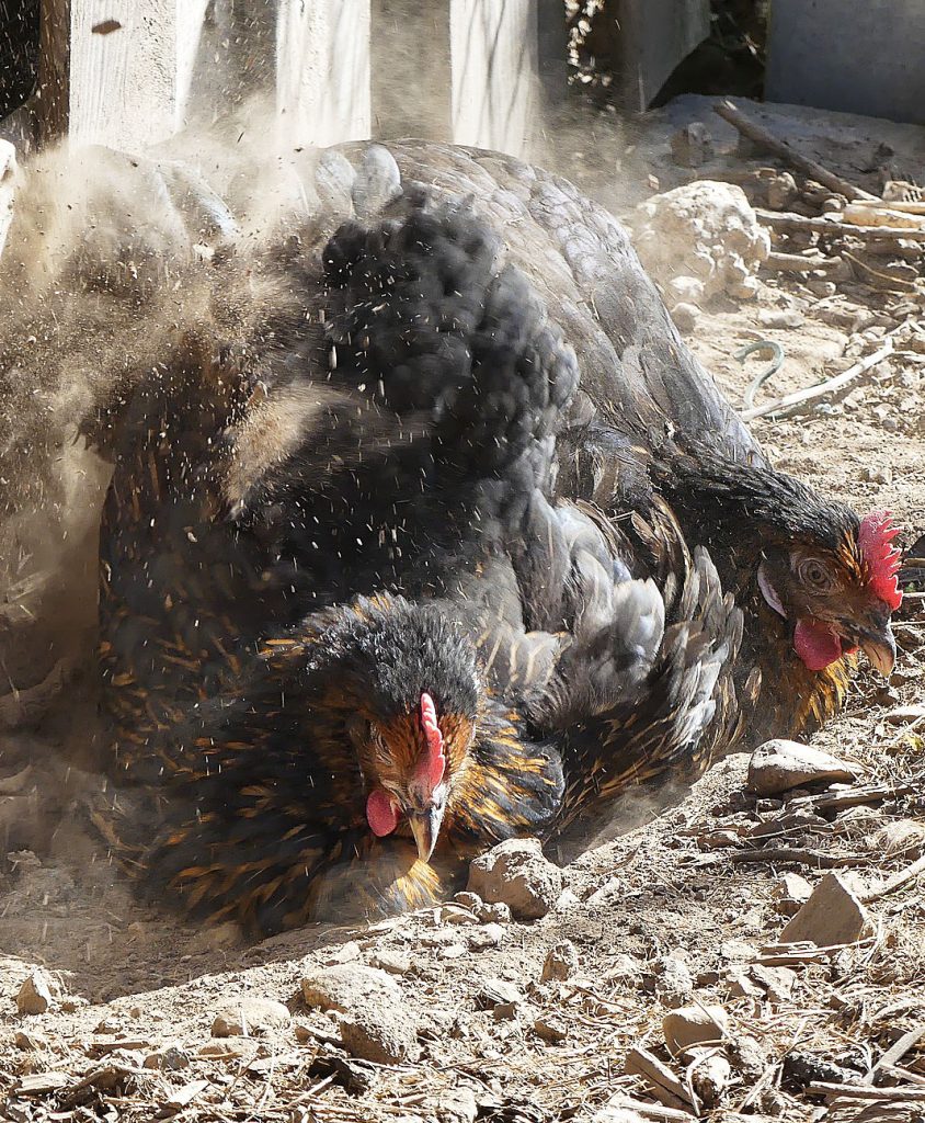 Dust Bathing Chickens Get Dirty to Get Clean Cackle Hatchery