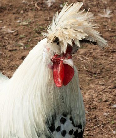 How Many Chicken Breeds Are There? - Cackle Hatchery