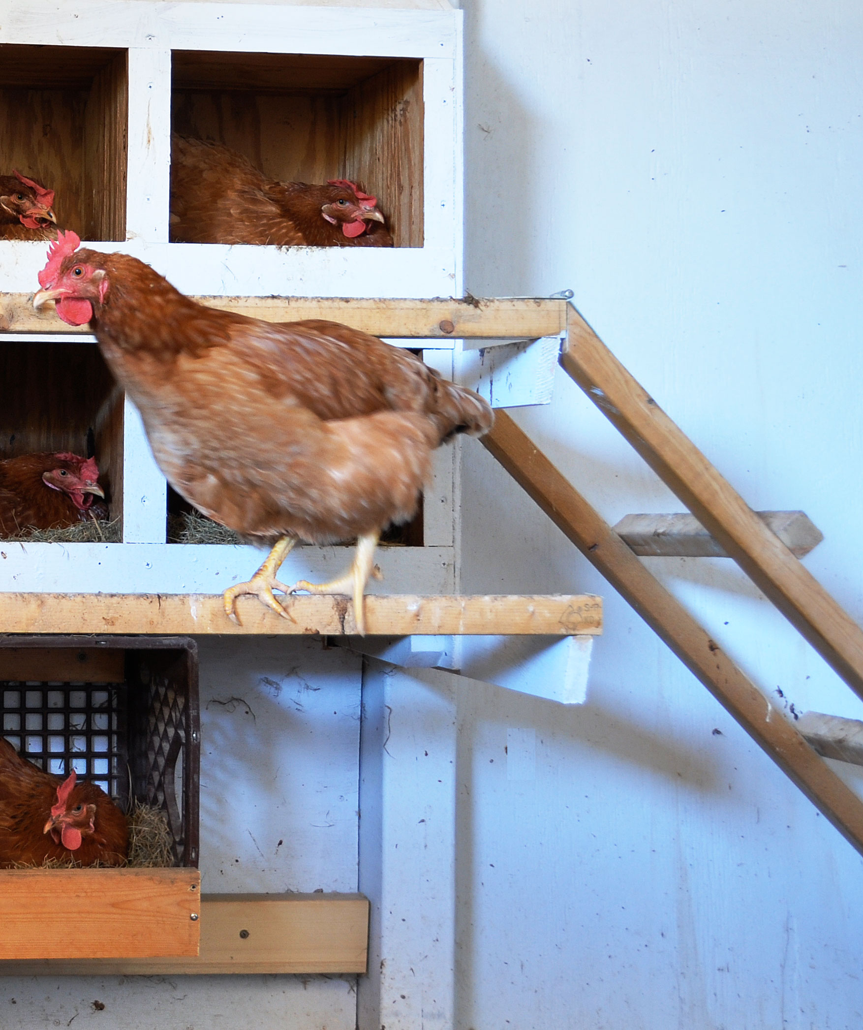 10 Features Laying Hens Look For In A Perfect Nesting Box Cackle Hatchery