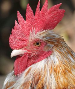 Rooster Portrait