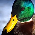 Mallard Drake