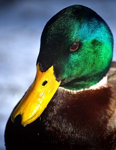 Mallard Drake