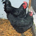 Breeding Chickens Australorp