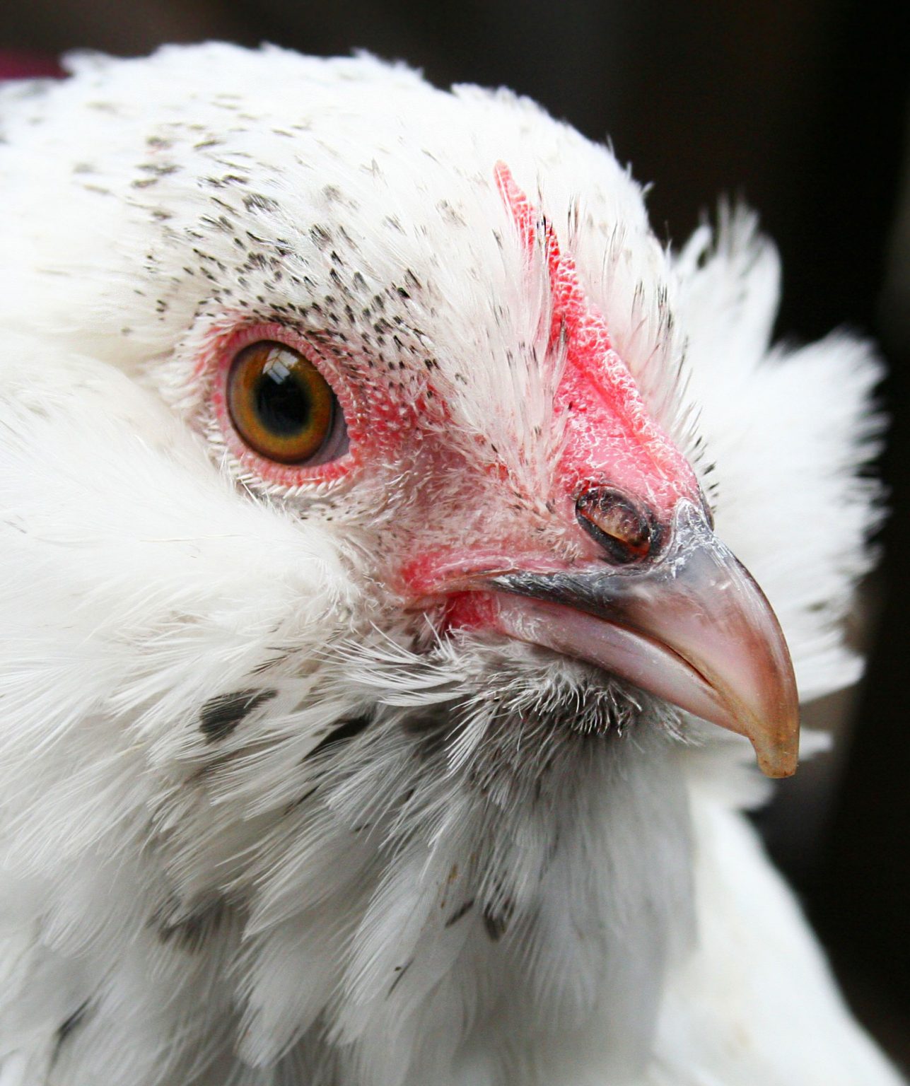 Why Do Chickens Wipe Their Beaks? Cackle Hatchery