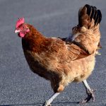 Chicken Crossing Road