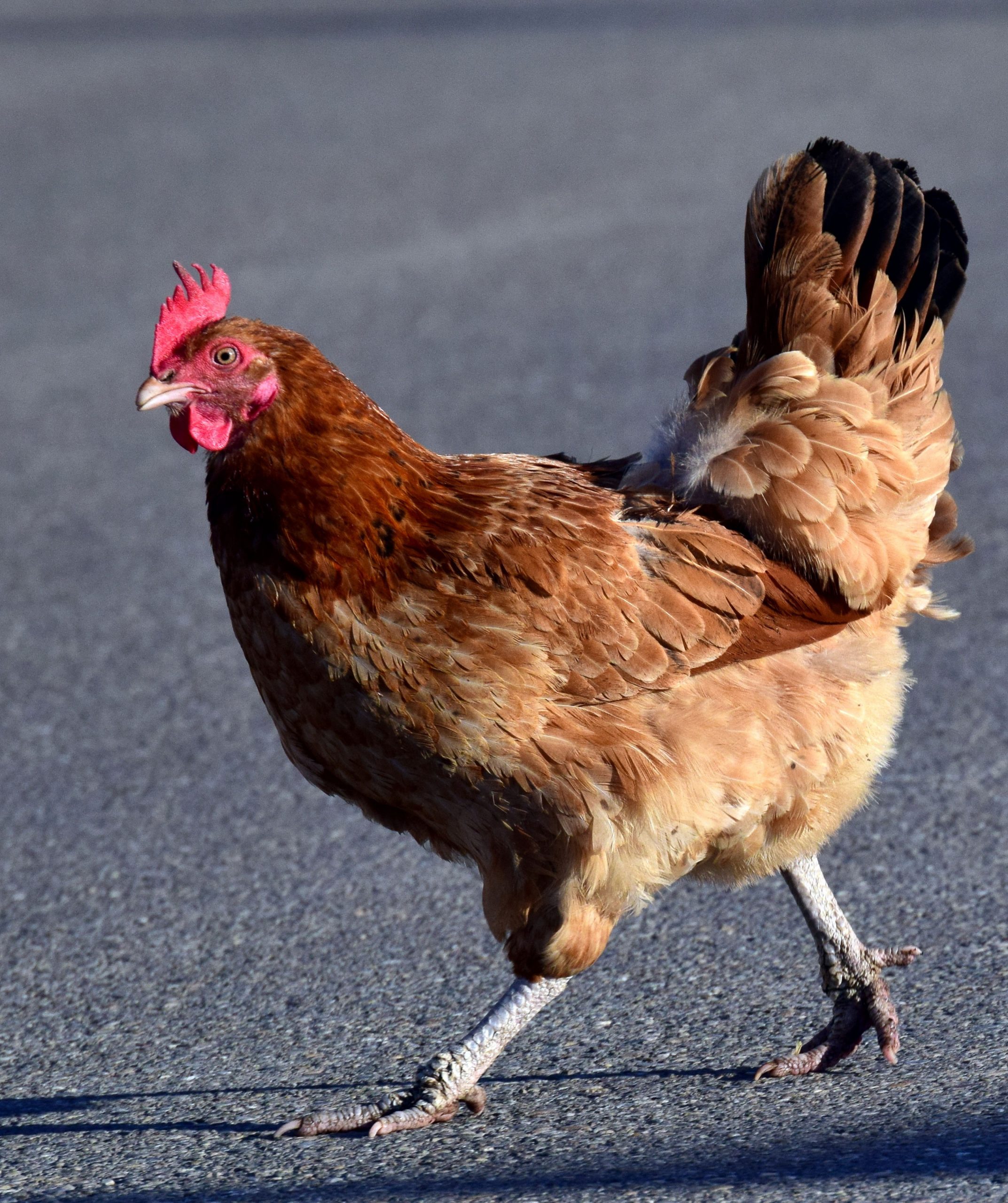 Chicken Crossing Road