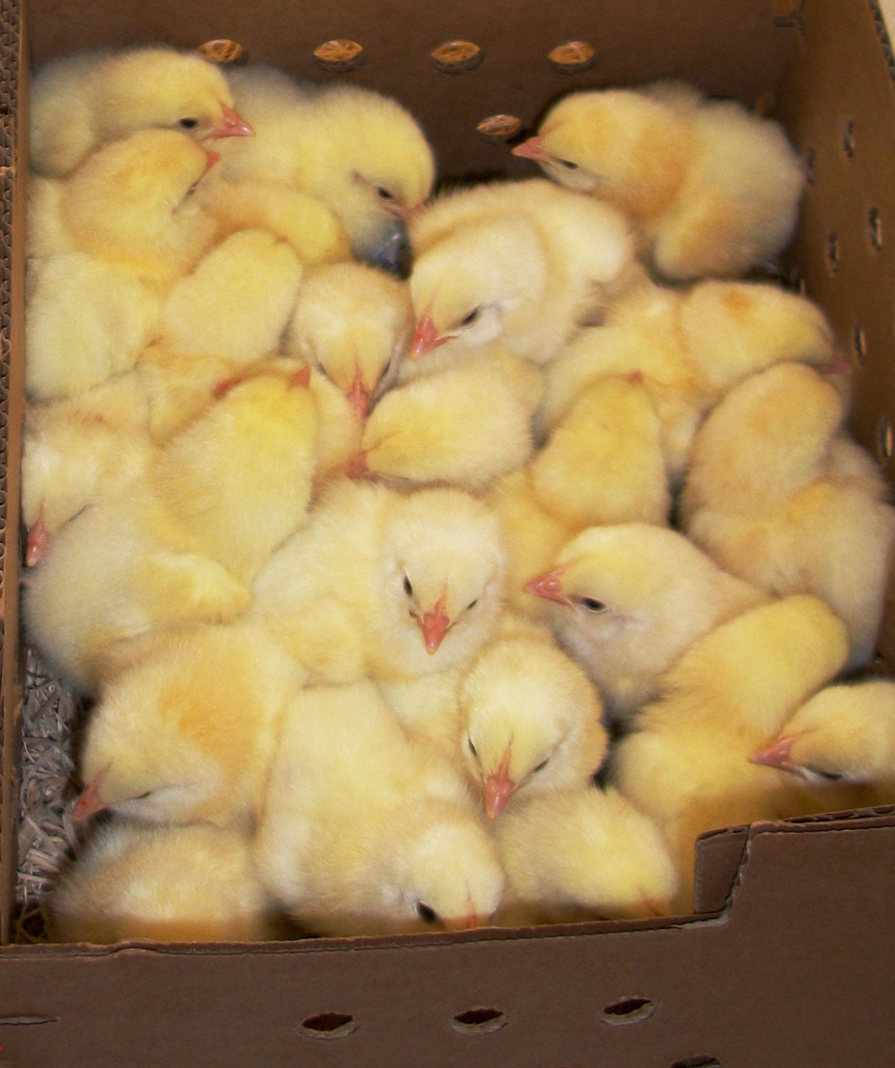 When Ordering Chicks, How Many Are Enough? Cackle Hatchery