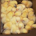 Baby Chicks