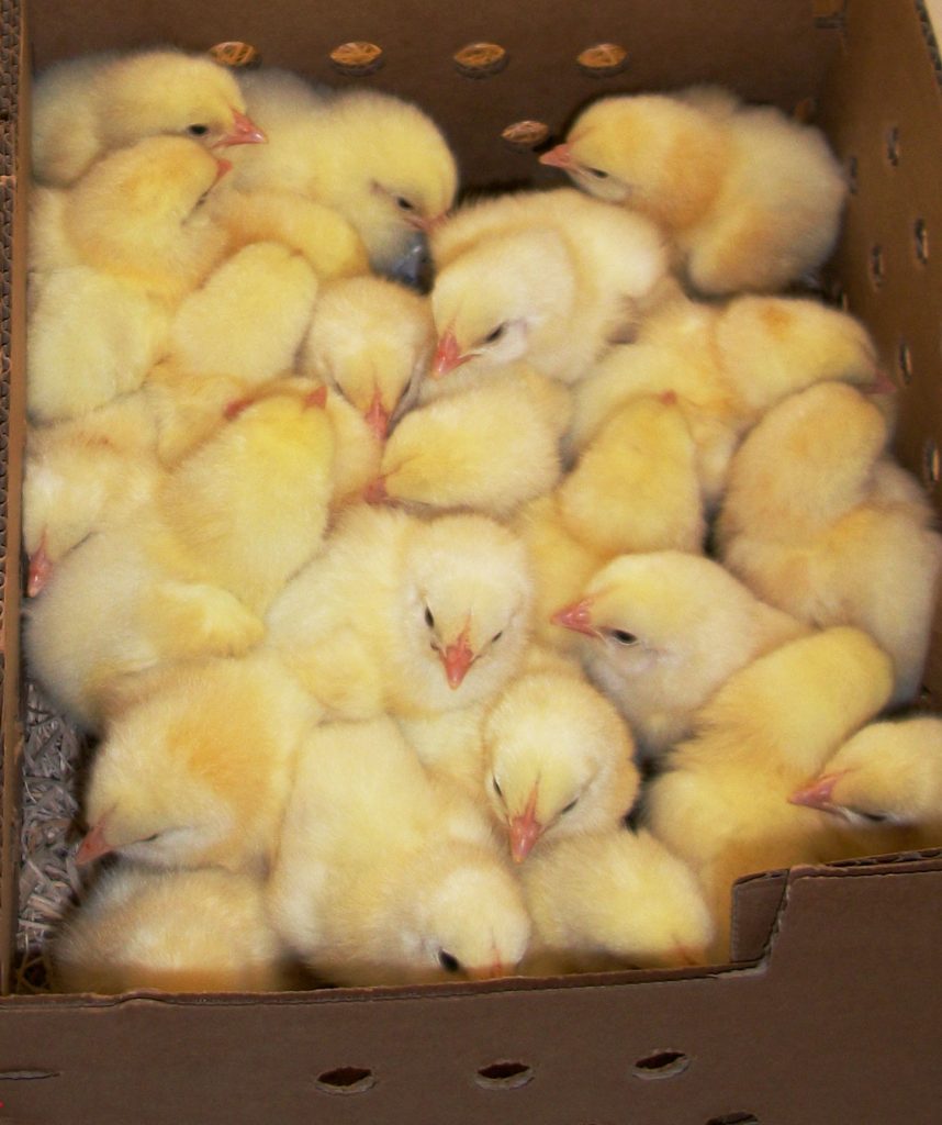 Baby Chicks