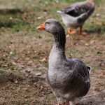 Toulouse Goose