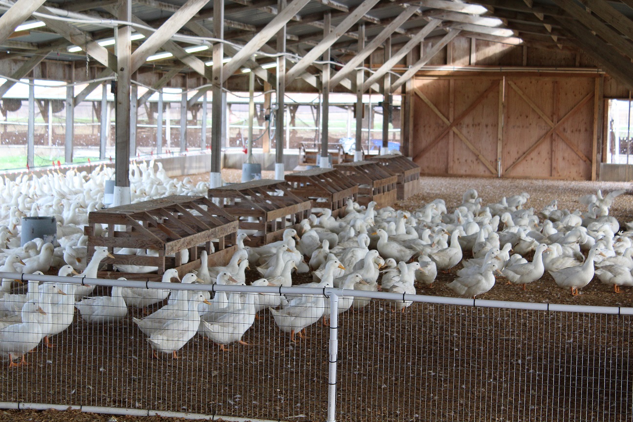 White Layer Duck Ducklings for Sale Online Cackle Hatchery