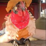 chicken in costume cowboy chicken