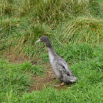 Blue Runner Male Duck in grass