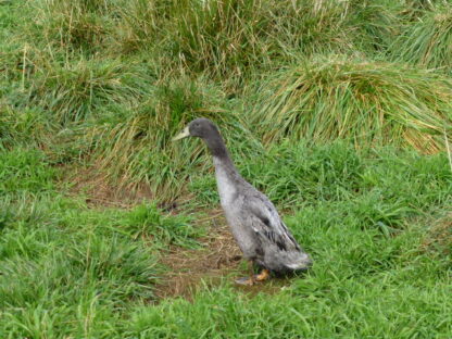 Blue Runner Male Duck in grass