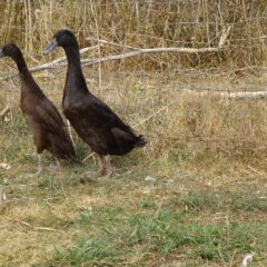 Chocolate Runner Duck