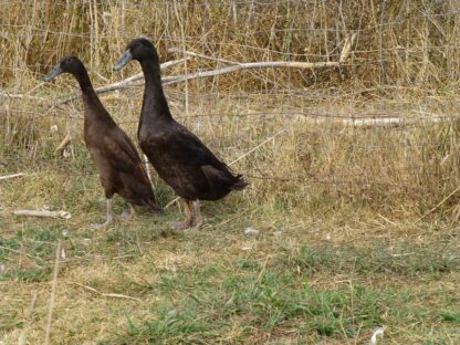 Chocolate Runner Duck