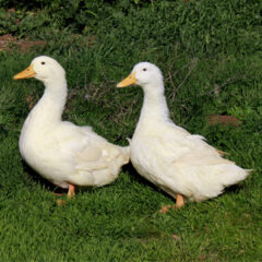 Jumbo Pekin Duck