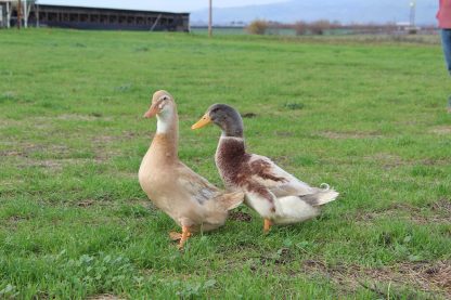 Saxony Duck