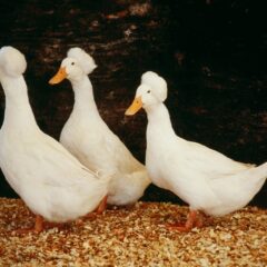 White Crested Duck