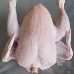 frozen plucked Broiler Hen