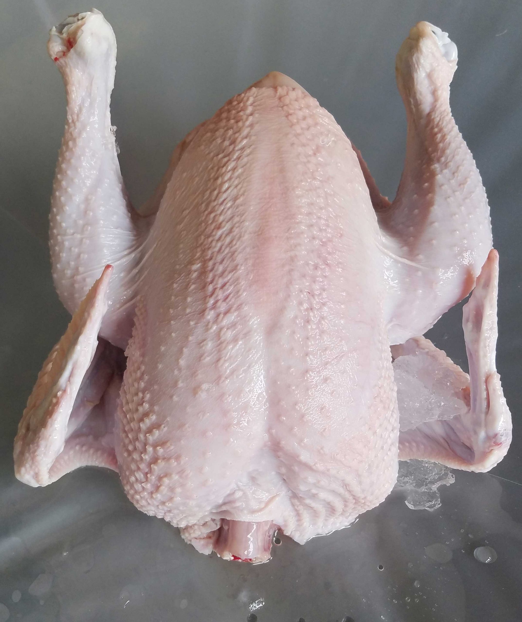 frozen plucked Broiler Hen