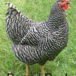 Barred Rock