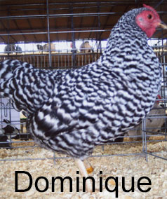 Dominique Chicken