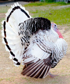 Royal Palm Turkey