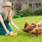 Offer Chickens Treats to Come When Called