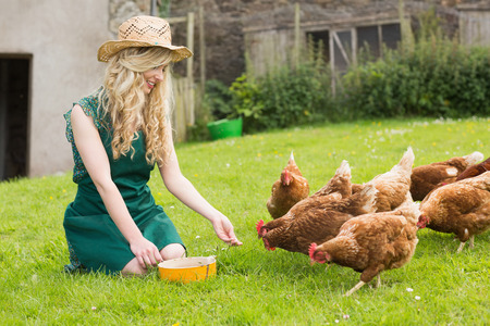 Offer Chickens Treats to Come When Called