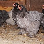Cochin Chickens in Coop