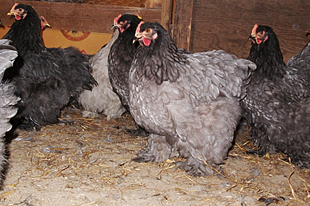 Cochin Chickens in Coop