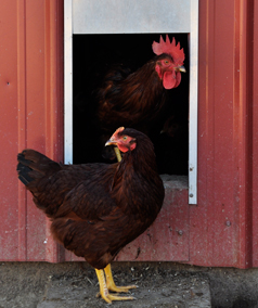 Chicken Pop Hole Door