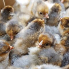 Blue/Splash Laced Red Wyandottes Fertile Hatching Eggs