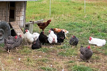 Chickens Outside Coop