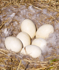 Freshly Laid Goose Eggs