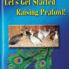 Let's Get Started Raising Peafowl