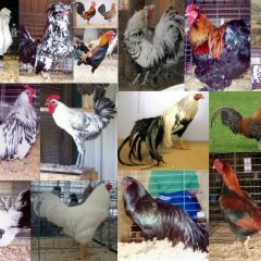 Rare Chicken Breeds