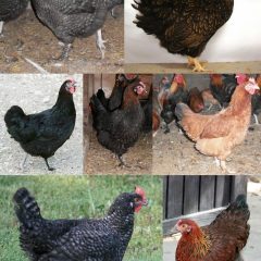 Dark Brown Egg Layers