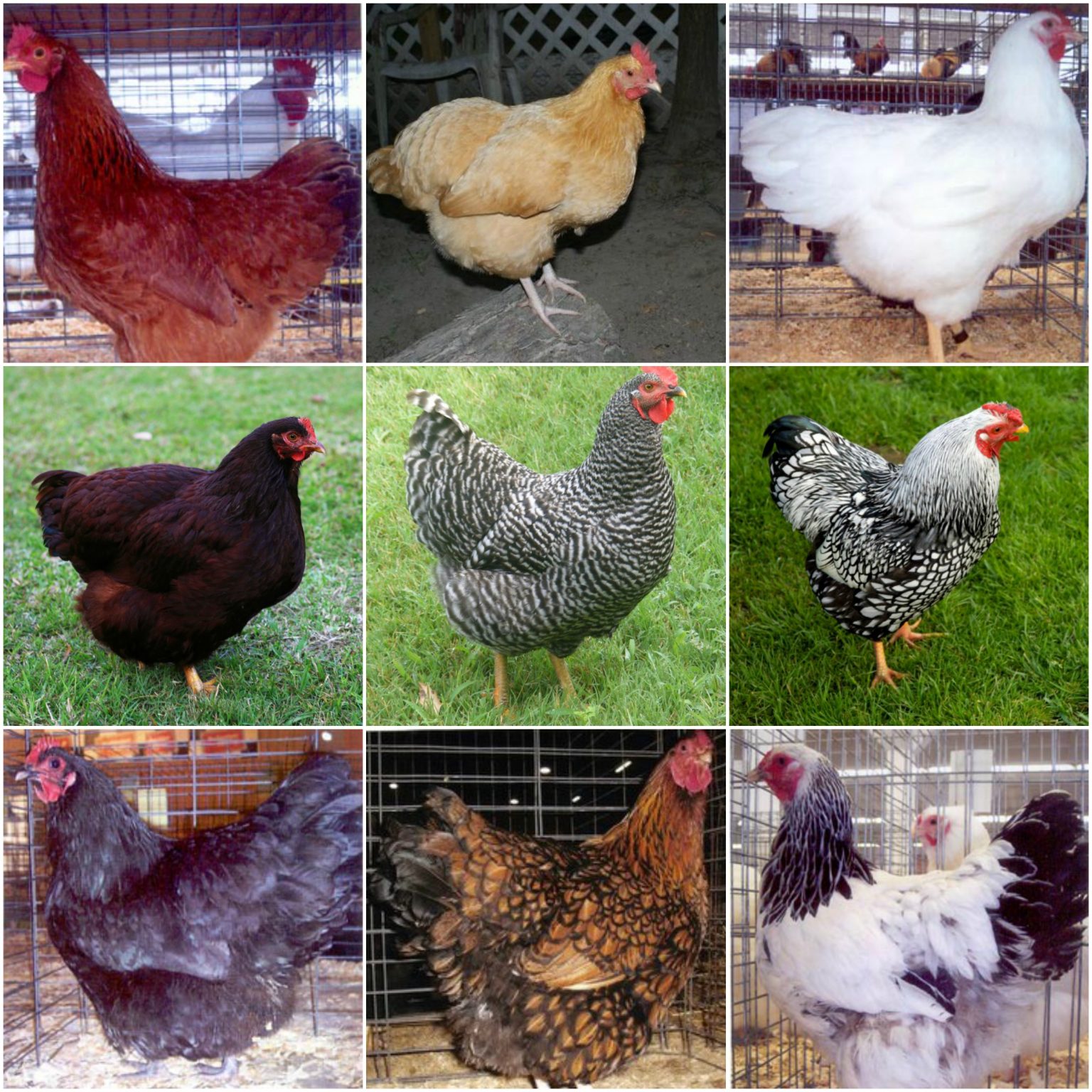 Baby Chicks For Sale Egg Laying & Meat Chickens Cackle Hatchery