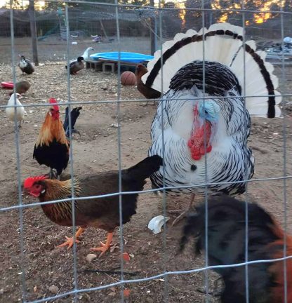 Cackle Surprise Chickens