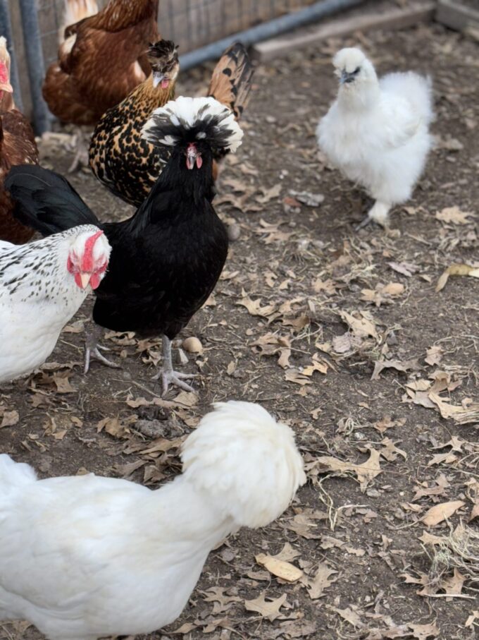 Mini Cackle Surprise - Image 58