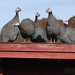 Guinea Fowl on Roof